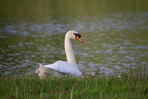 Witte knobbelzwaan aan de waterkant in de Achterhoek