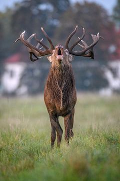 cerf élaphe qui beugle sur Andy van der Steen - Fotografie