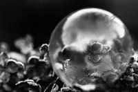 flour in bubble