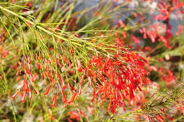 Rote Blumen auf Bora Bora