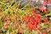Fleurs rouges à Bora Bora sur Henk de Boer