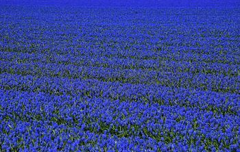 Blaue Trauben auf einem großen Feld