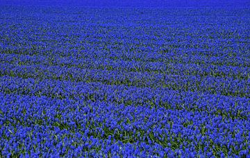 Blauwe druiven in een groot veld van Corine Dekker