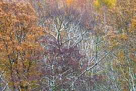 Forest in the Ore Mountains in winter by Thomas Jäger