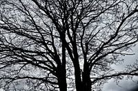 silhouette of a tree on a heath