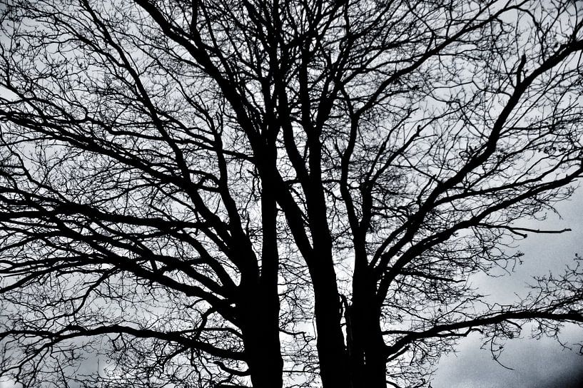 silhouette of a tree on a heath by Teun Gerritsen