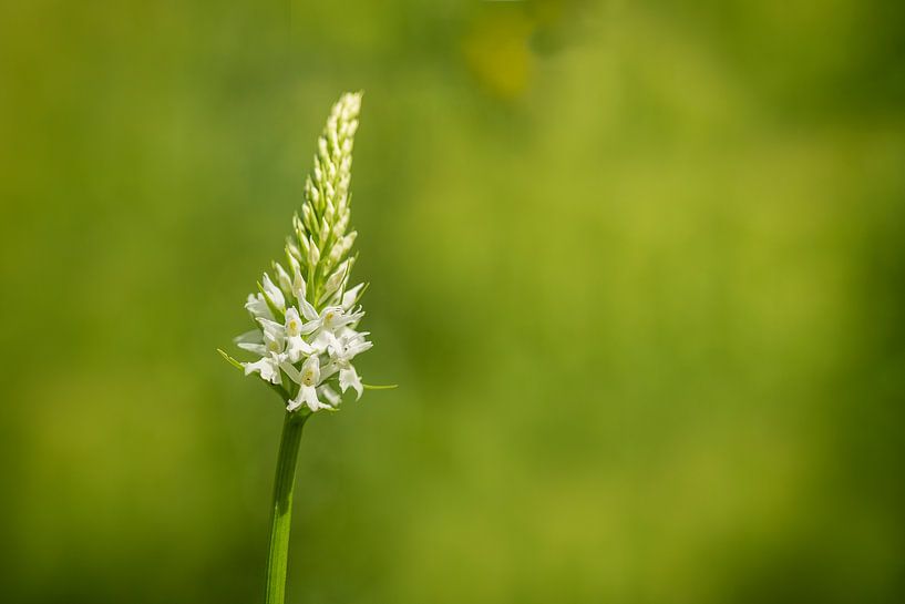 Weiße Orchidee, (wilde Orchidee) von Carola Schellekens