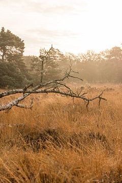 Birkenkadaver im Morgenlicht inmitten von Gras/Heide von Mayra Fotografie