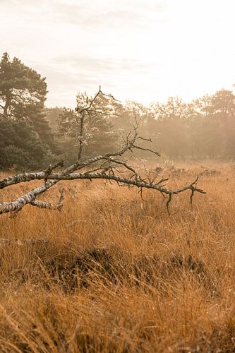 Berk karkas in ochtend licht tenmidden van gras/ heide
