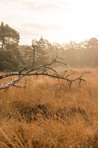 Birch carcass in morning light amid grass/heathland by Mayra Fotografie