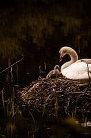 Zwaan op het nest