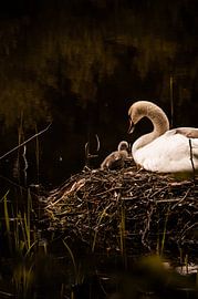 Schwan auf dem Nest von Marloes ten Brinke