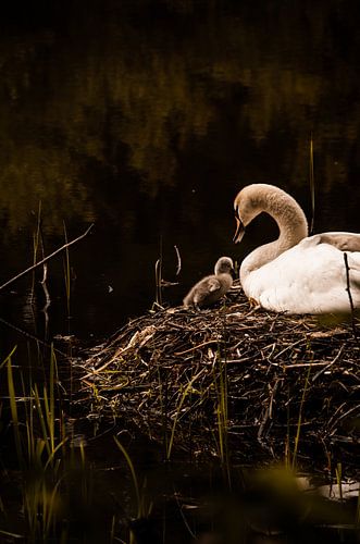 Cygne sur le nid