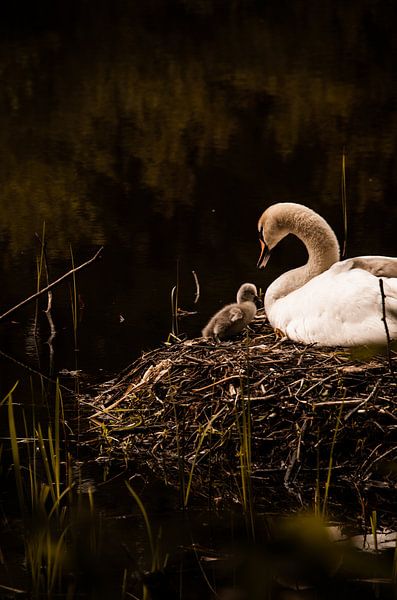 Zwaan op het nest van Marloes ten Brinke