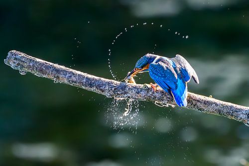 Kingfisher busy with lunch by Lex Westerhof