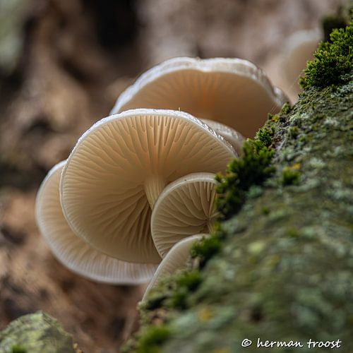 porseleinzwammetjes hoog in de boom van Herman Troost fotowerk