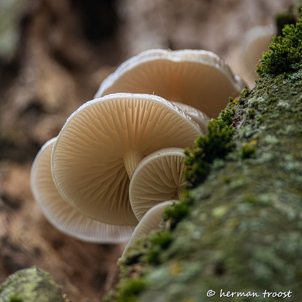 champignons de porcelaine en haut de l'arbre par Herman Troost fotowerk
