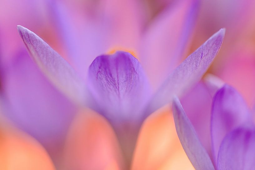 Le printemps m'appartient par Remco Stunnenberg