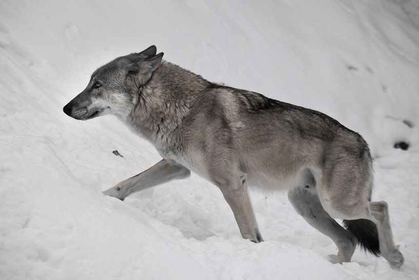 Grote grijze wolf in de sneeuw. Een wolf loopt door de sneeuw op een witte achtergrond in profiel. van Michael Semenov