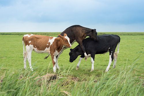 Spielende junge Kühe