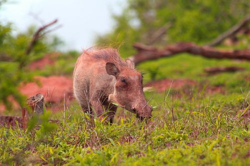 Nahaufnahme eines Wildschweins in Südafrika.