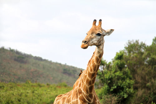 Giraffe