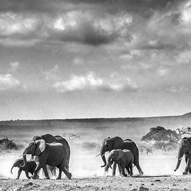 Elefanten in Afrika von Yolanda Wals