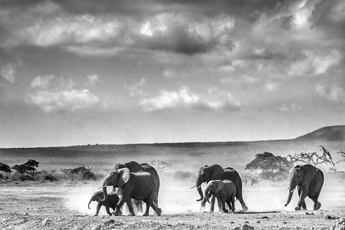 Elephants in Africa by Yolanda Wals