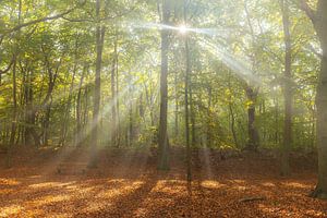Le soleil se faufile dans le brouillard