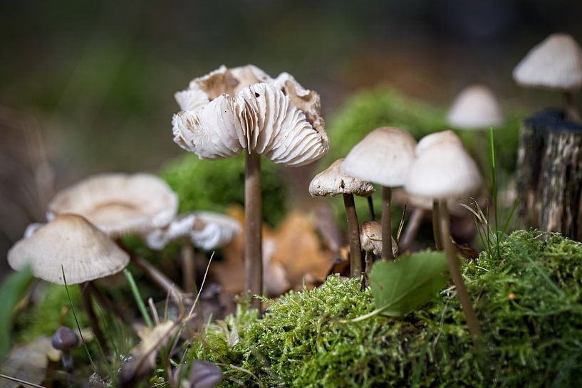 Porcelain fungus by Rob Boon