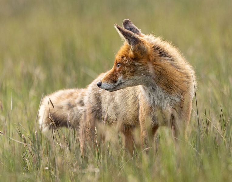 dieren de vos van Els fontein