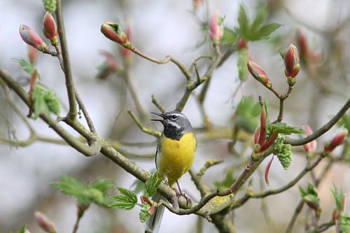Gebirgsstelze in der Normandie, Frankreich