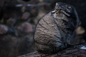 Die Wildkatze manul sitzt auf einem Stumpf und schaut sich mit einem wütenden Blick um, eine wütende