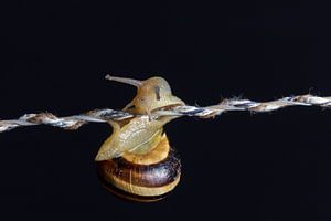 Escargot rampant le long d'une ficelle