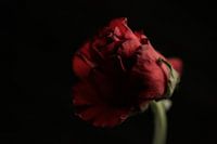 rose rouge