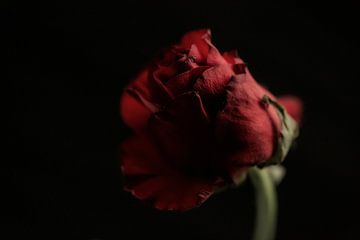 red rose van patricia van den bogaart