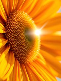 La beauté du tournesol