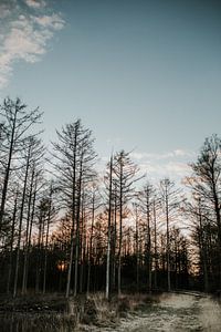 Paysage de forêt au coucher du soleil | Veluwe, Pays-Bas (Hollande) sur Trix Leeflang