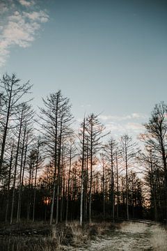 Boslandschap tijdens zonsondergang | Veluwe, Nederland (Holland)