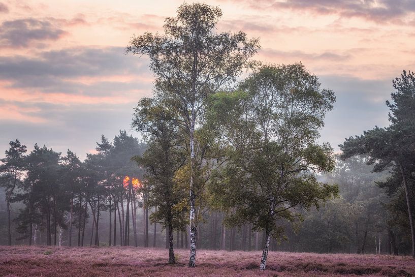 Sunrise on the heath by Awesome Wonder