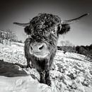 Hooglanders in de sneeuw van Silvio Schoisswohl thumbnail