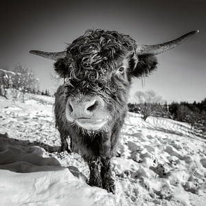 Hochland Rind im Schnee