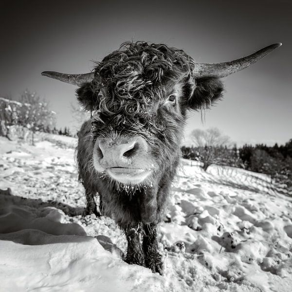 Hooglanders in de sneeuw van Silvio Schoisswohl