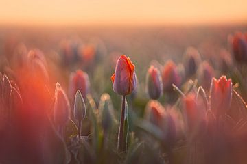 Champ de bulbes avec tulipes orange | Fleurs en Hollande sur Marijn Alons