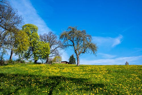 Groene weide met paardenbloemen in de lente
