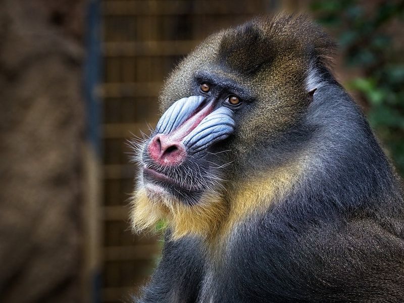Mandrill par Rob Boon