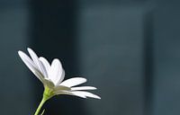 Schöne spanische Gänseblümchen Nahaufnahme