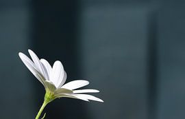 Schöne spanische Gänseblümchen Nahaufnahme von Gerrit Pluister