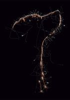 Scribble Art