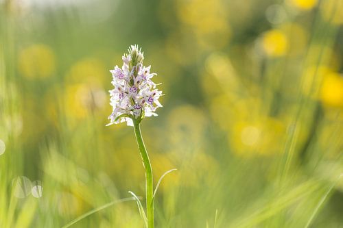Gevlekte orchis tussen de boterbloemen